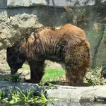 Eastern Black Bear