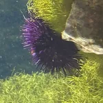 Black Sea urchin
