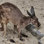 Western Gray Kangaroo