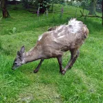 musk deer