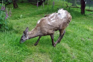 Siberisch Muskushert