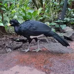 Great Curassow