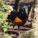 Crested Fireback (Bornean)