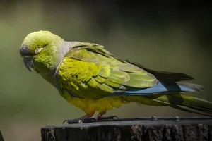 Holenparkiet