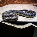 Dwarf Sand Boa