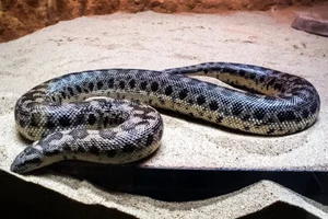 Dwarf Sand Boa