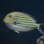 Lined Surgeonfish