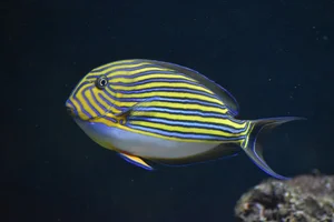 Lined Surgeonfish