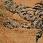 Desert Horned Viper