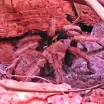 desert blond tarantula