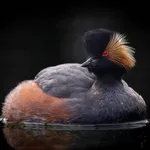 Black-necked Grebe