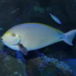 Elongate Surgeonfish