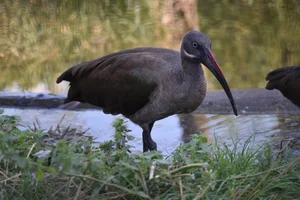 Hadada-ibis