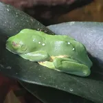 Red-eyed Treefrog