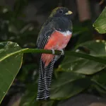 Collared Trogon