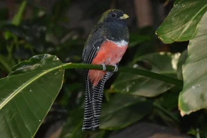 Gekraagde Trogon
