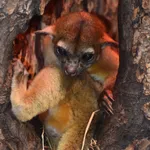 Kinkajou