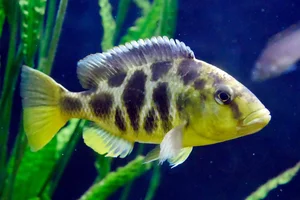 Nimbochromis venustus