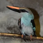 Blue-breasted Kingfisher