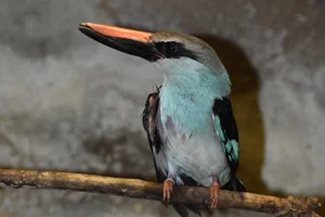 Teugelijsvogel