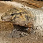 Red Tegu
