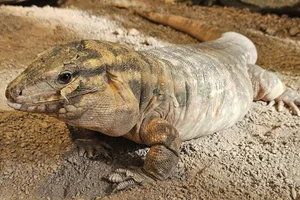 Red Tegu