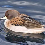 Yellow-billed Teal (oxyptera)
