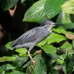 Green-backed Heron