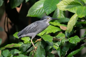 Mangrovereiger