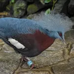 Sclater's Crowned-pigeon