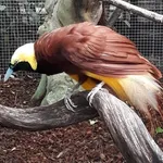 Greater Bird-of-paradise
