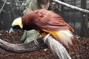 Grote Paradijsvogel