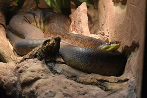 Freckled Python