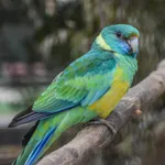 Australian Ringneck (Twenty-eight)