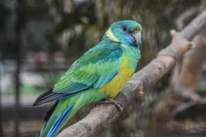 Port Lincolnparkiet