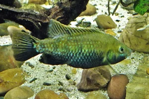 Otjikoto tilapia