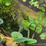 Rio Pescado Stubfoot Toad