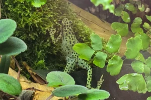 Rio Pescado Stubfoot Toad