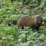 European Mink