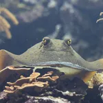 Bluespotted Lagoon Ray