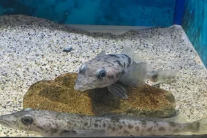 Ploughfish