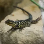 Blue Spiny Lizard