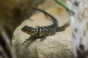 Blue Spiny Lizard