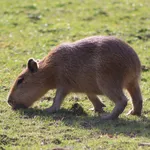 Capybara
