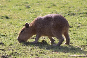 Capybara