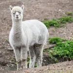 Alpaca