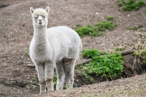Alpaca