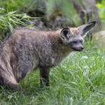 Bat-eared Fox