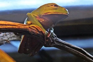 Trinidadian Leaf-frog
