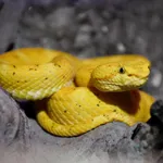 Eyelash Viper